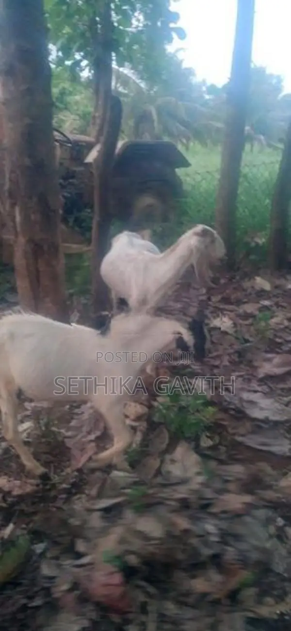 Farm Goat