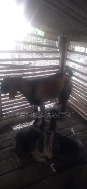 Farm Goat