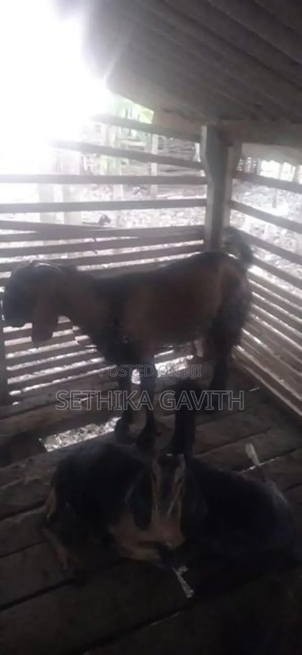 Farm Goat