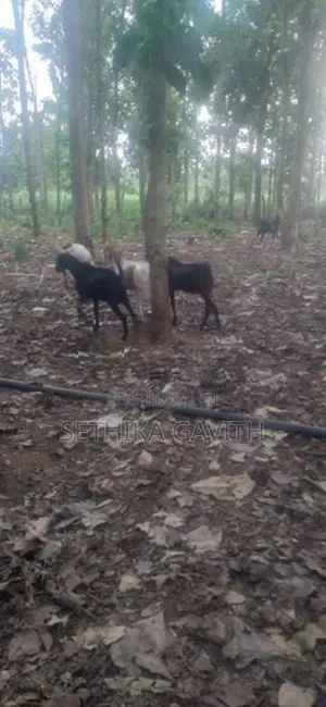 Farm Goat