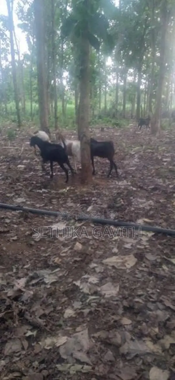 Farm Goat