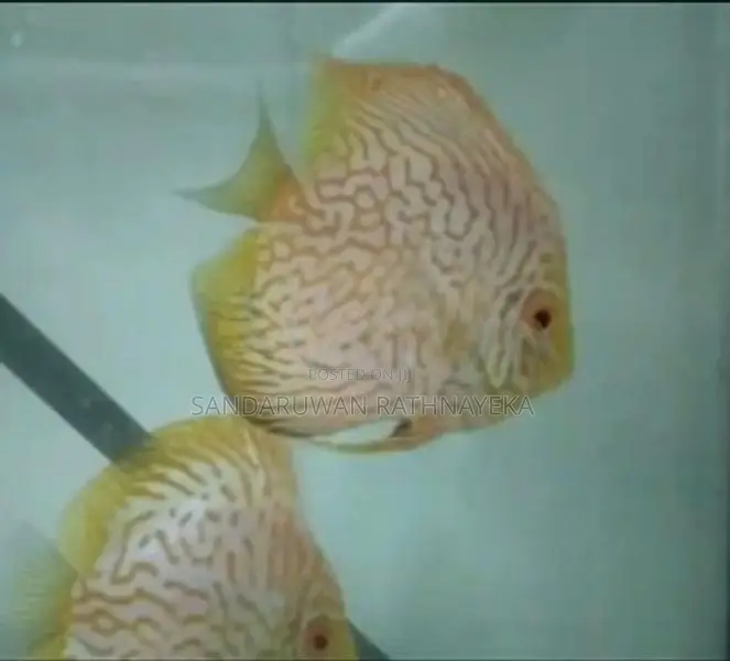 Discus Fish