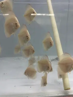 Discus Fish