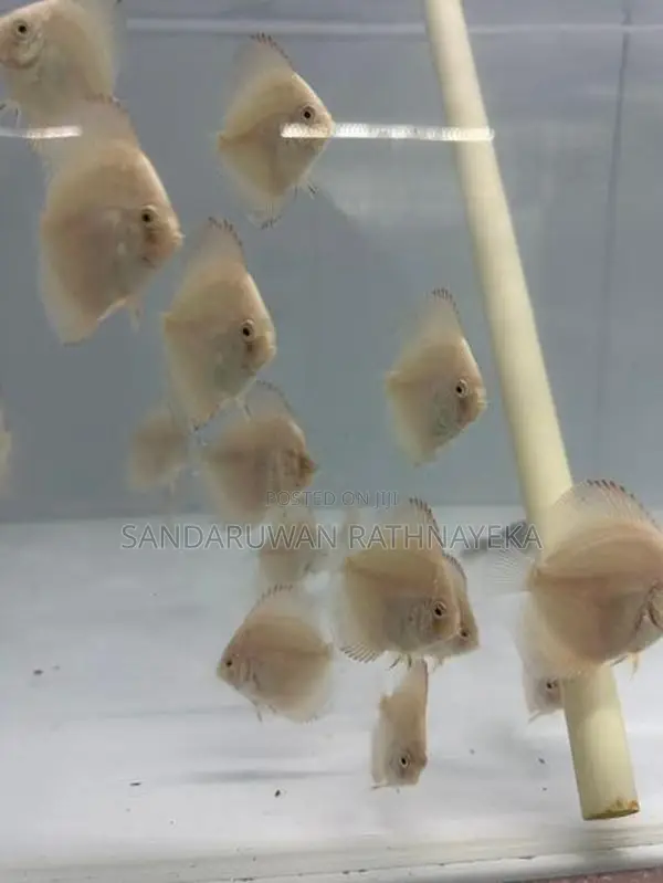 Discus Fish