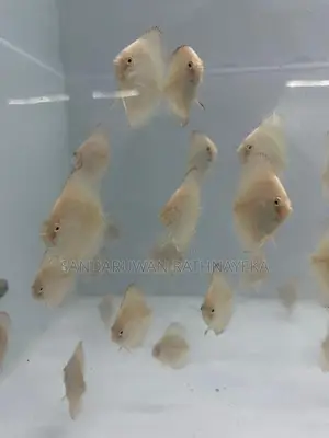Discus Fish