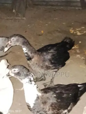 Duck Pair