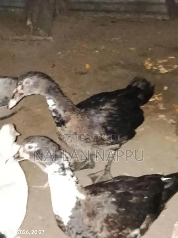 Duck Pair