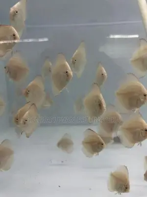 Discus Fish