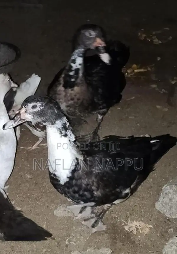 Duck Pair