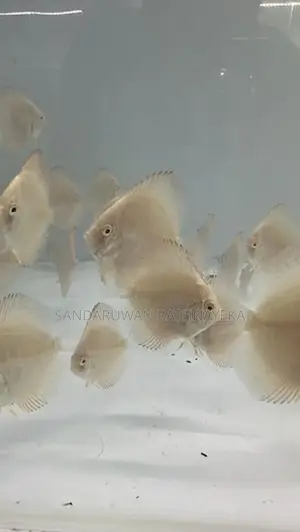 Discus Fish