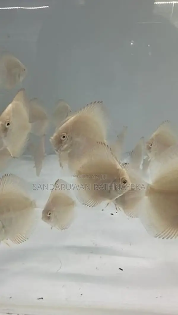 Discus Fish