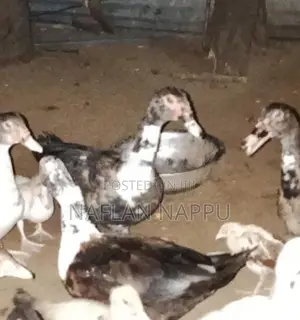 Duck Pair
