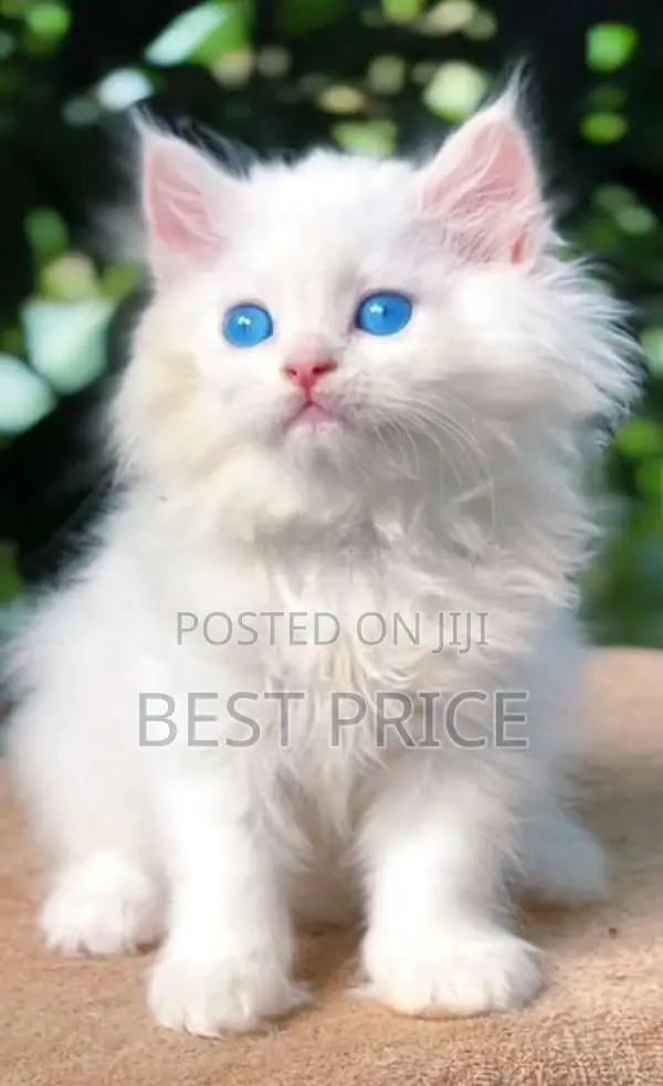 Pure Persian Kittens