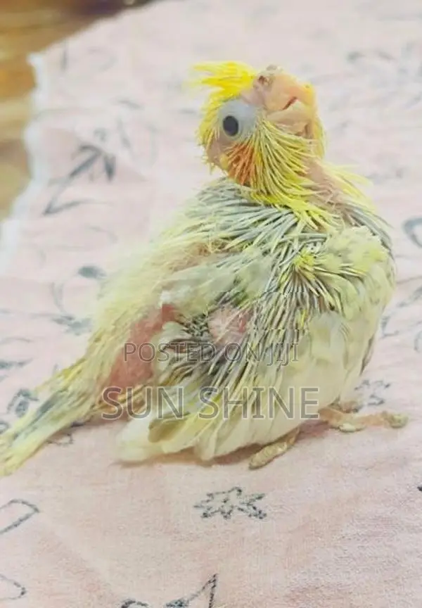 Cockatiel Bird