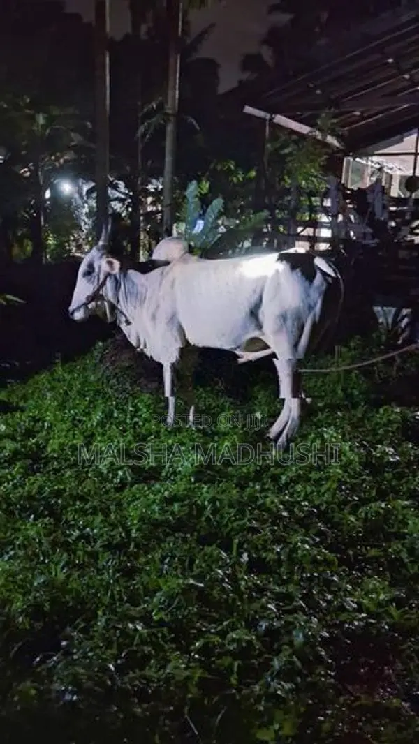කින්නියා වස්සා