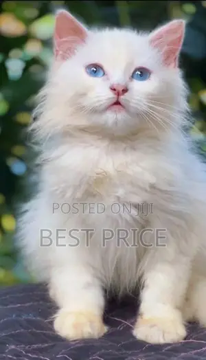 Pure Persian Kittens