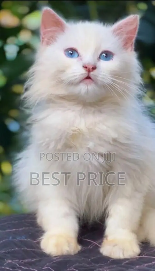 Pure Persian Kittens