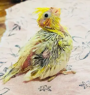 Cockatiel Bird