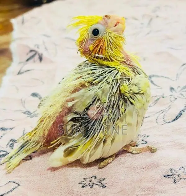 Cockatiel Bird