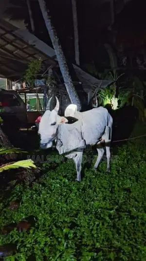 කින්නියා වස්සා