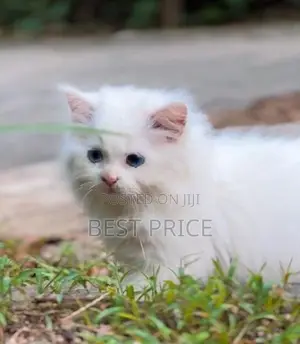 Pure Persian Kittens