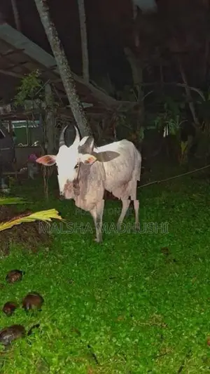 කින්නියා වස්සා