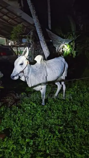 කින්නියා වස්සා