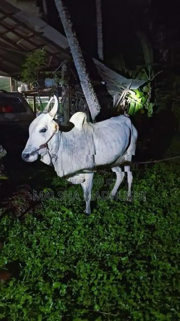 කින්නියා වස්සා