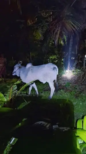 කින්නියා වස්සා