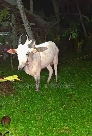 කින්නියා වස්සා