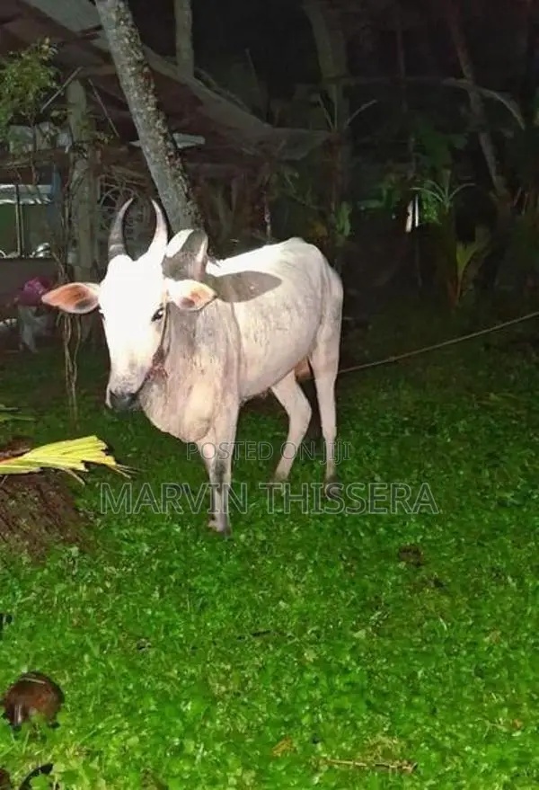 කින්නියා වස්සා