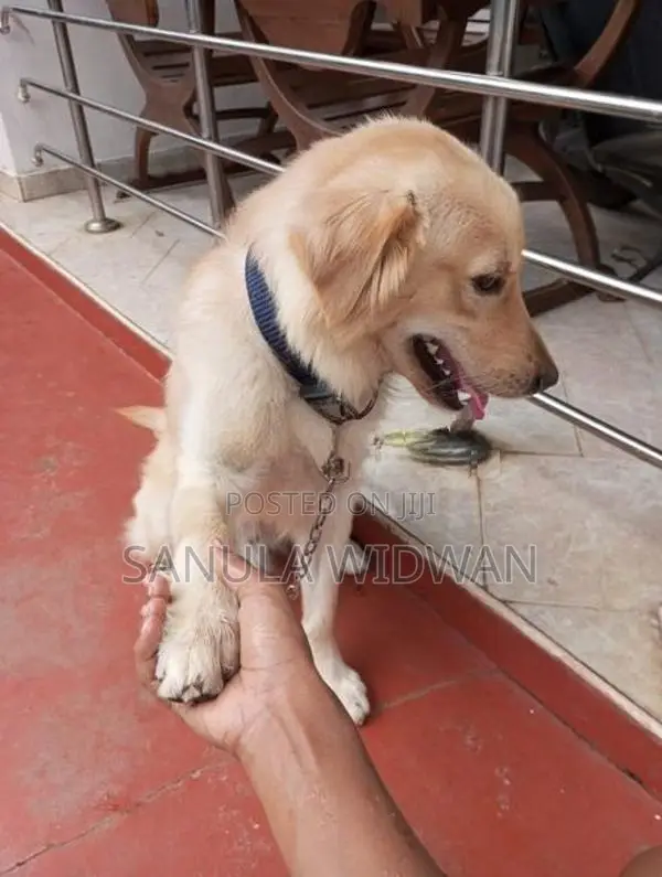 Golden Retriever Dog