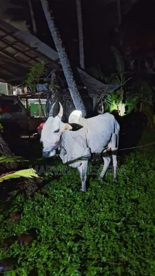 කින්නියා වස්සා