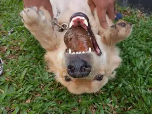 Golden Retriever Dog