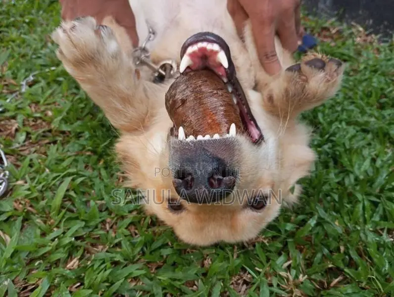 Golden Retriever Dog