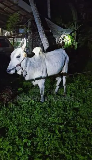 කින්නියා වස්සා