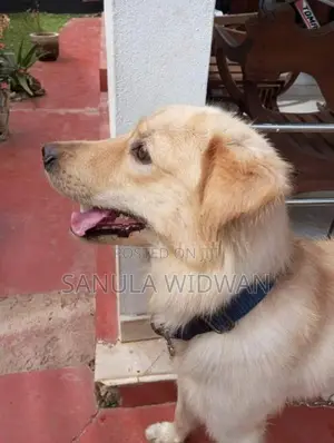 Golden Retriever Dog