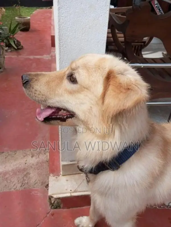 Golden Retriever Dog