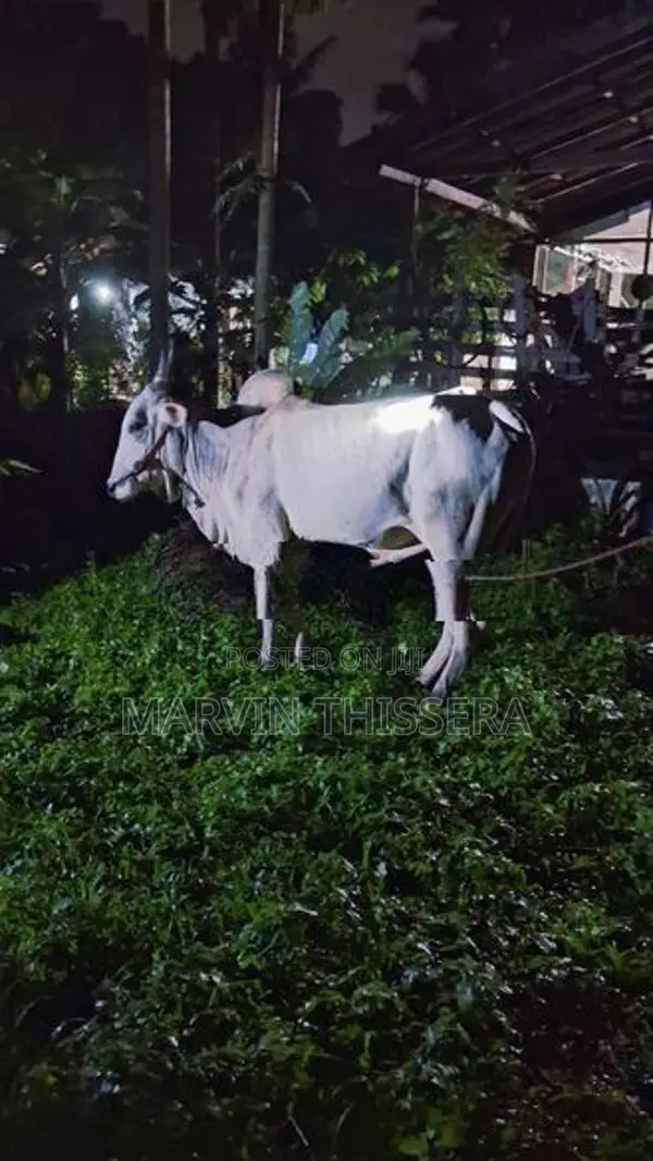 කින්නියා වස්සා