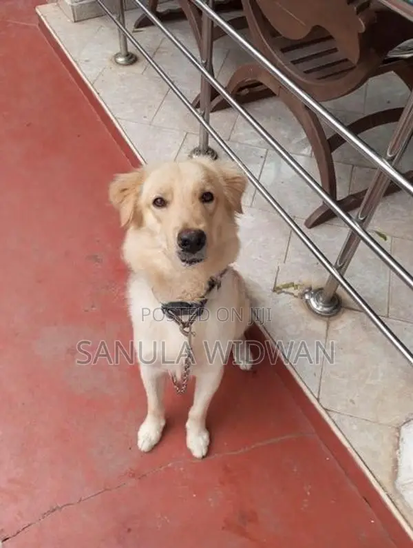 Golden Retriever Dog