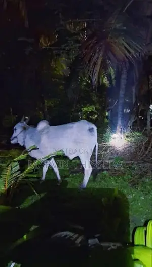 කින්නියා වස්සා
