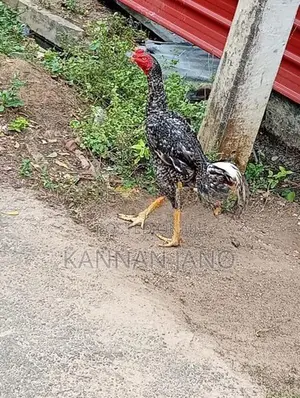 வெள்ளடியன் Rooster