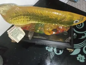 Gold Arowana Fish