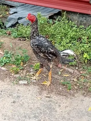 வெள்ளடியன் Rooster