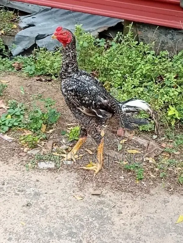 வெள்ளடியன் Rooster