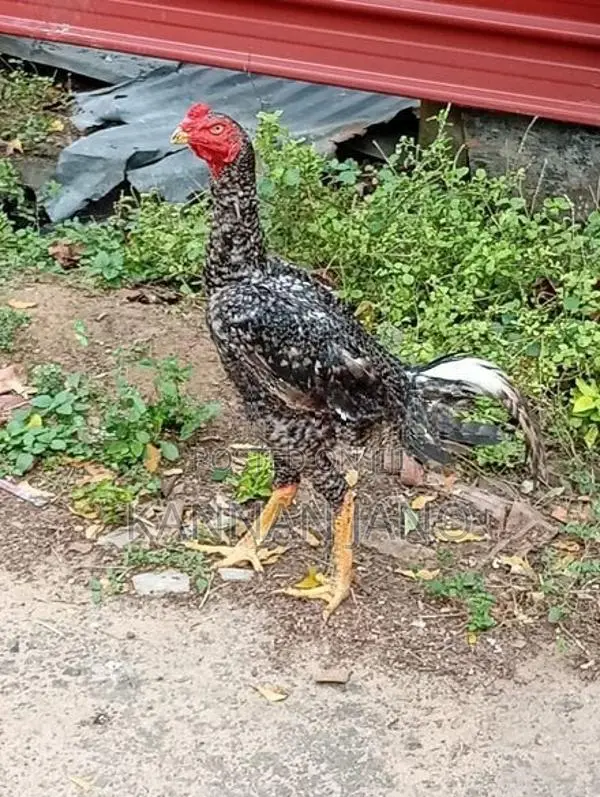 வெள்ளடியன் Rooster