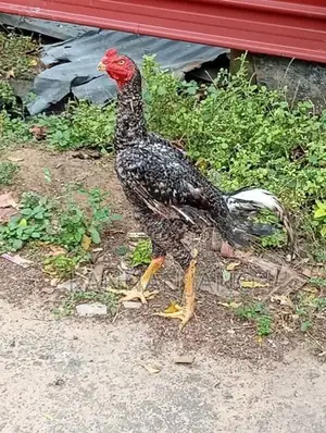 வெள்ளடியன் Rooster