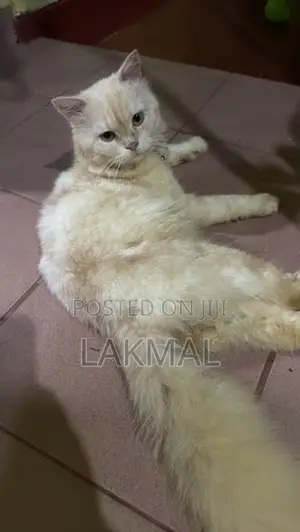 Persian Cat