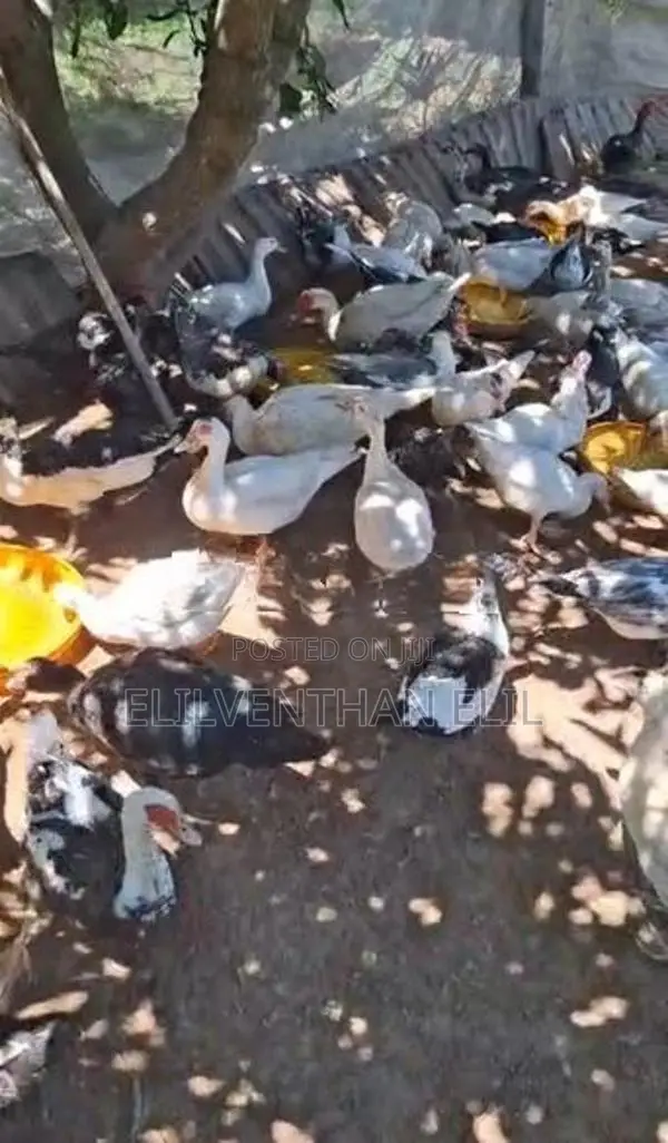 வாத்து