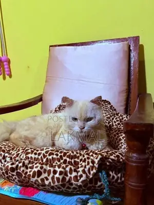 Persian Cat